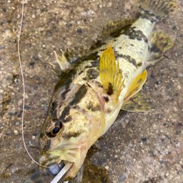 タケノコメバル