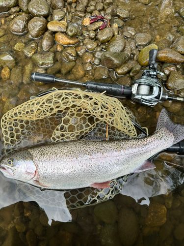 ニジマスの釣果