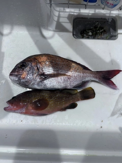 マダイの釣果