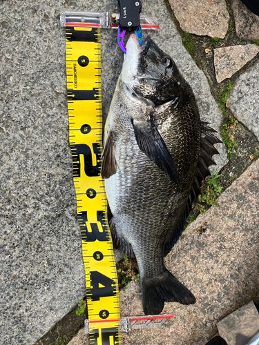 クロダイの釣果