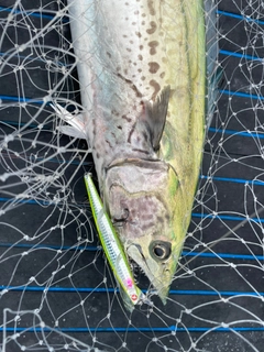 サワラの釣果