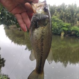 ブラックバス