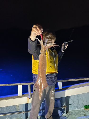 ケンサキイカの釣果