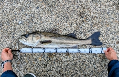 スズキの釣果