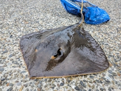 アカエイの釣果