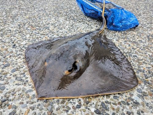 アカエイの釣果