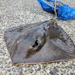 アカエイ