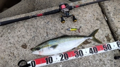 ハマチの釣果