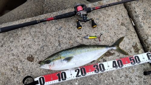 ハマチの釣果