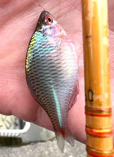 タイリクバラタナゴの釣果