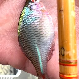 タイリクバラタナゴ