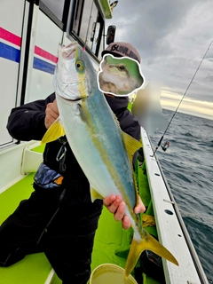 ヒラマサの釣果