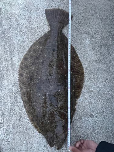 ヒラメの釣果