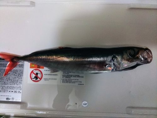 オアカムロの釣果