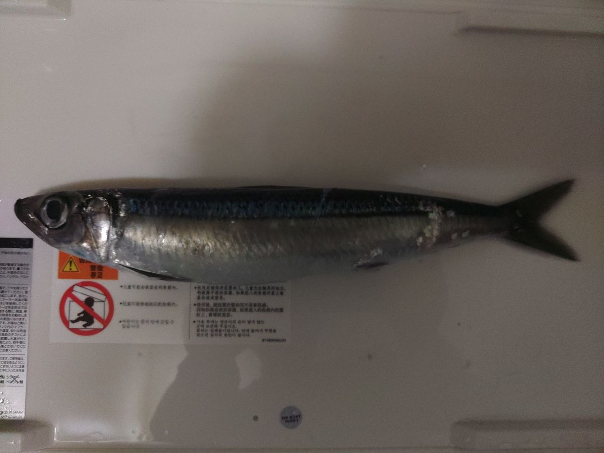 ウルメイワシ
