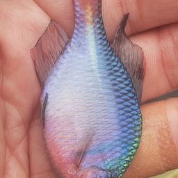 タイリクバラタナゴ