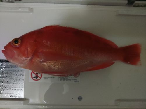 アカイサキの釣果