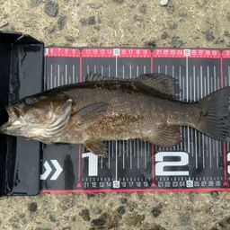 スモールマウスバス