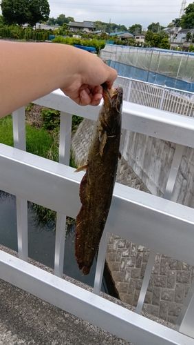 ナマズの釣果