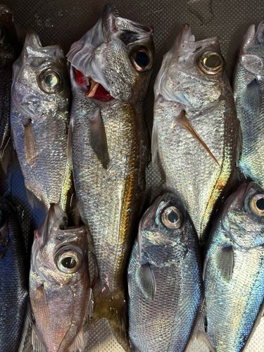 クロムツの釣果