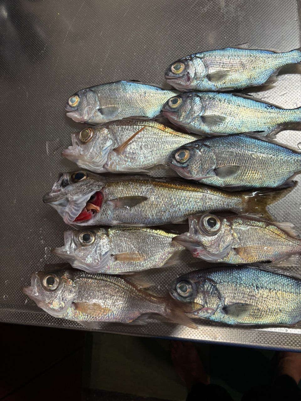 孝漁丸／神奈川県の予約可能な船釣りプラン・料金案内-24h受付で