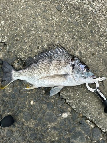 キビレの釣果