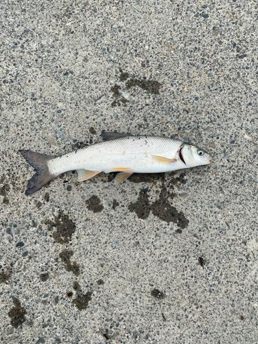 ウグイの釣果
