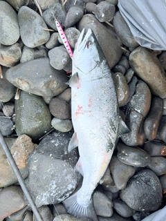 サクラマスの釣果