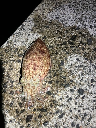 コウイカの釣果