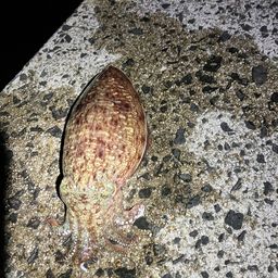 コウイカ