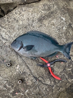 グレの釣果