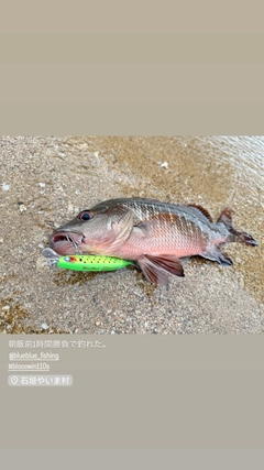 マングローブジャックの釣果