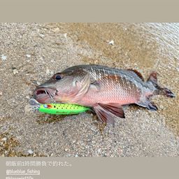 マングローブジャック