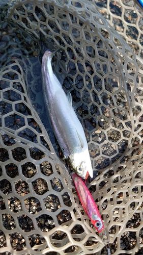 ヒメマスの釣果