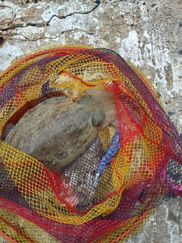 モンゴウイカの釣果