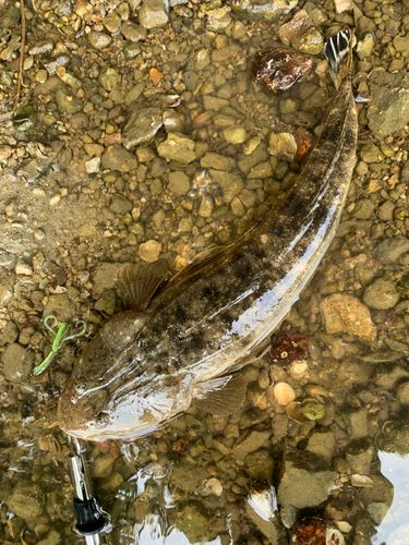 マゴチの釣果