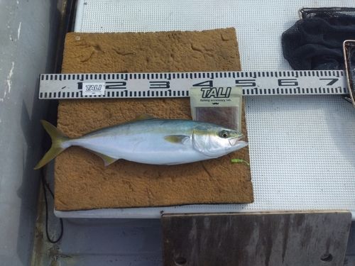 ハマチの釣果