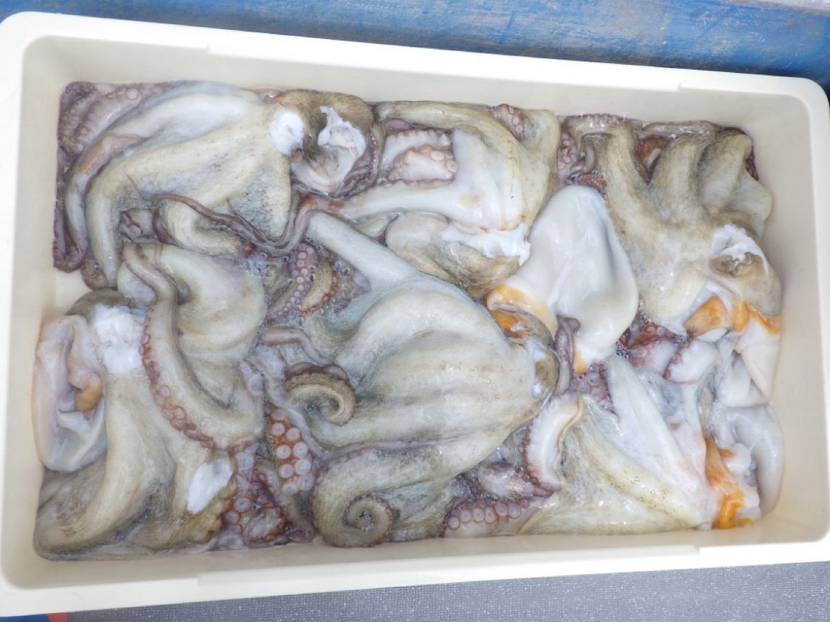 石川釣船@船長さんの釣果 2枚目の画像