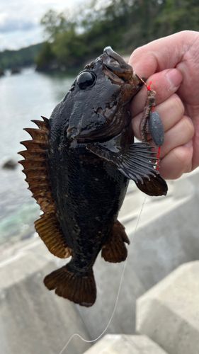 ムラソイの釣果