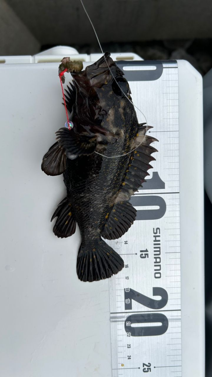 オウゴンムラソイ