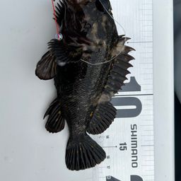 オウゴンムラソイ