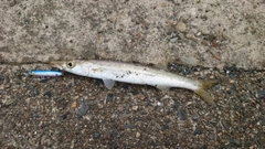 カマスの釣果