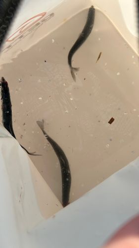 カタクチイワシの釣果