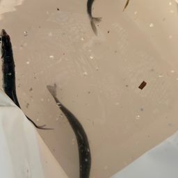 カタクチイワシ