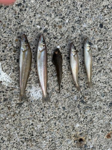 シロギスの釣果