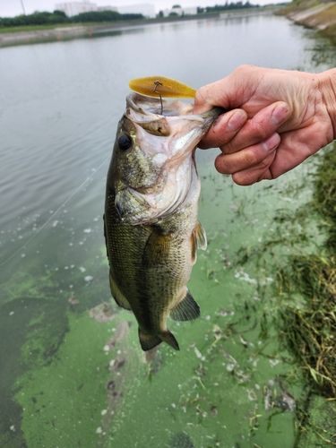 釣果