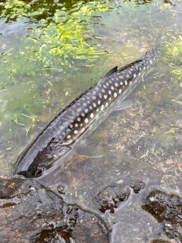 アメマスの釣果