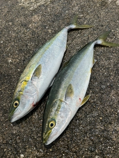 ハマチの釣果