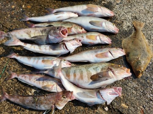 ホッケの釣果