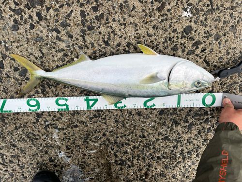 メジロの釣果